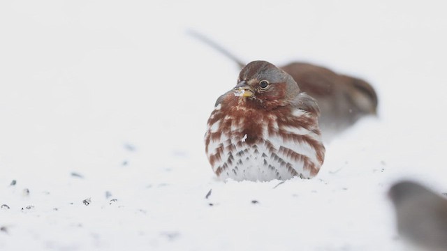 Fox Sparrow (Red) - ML412847301