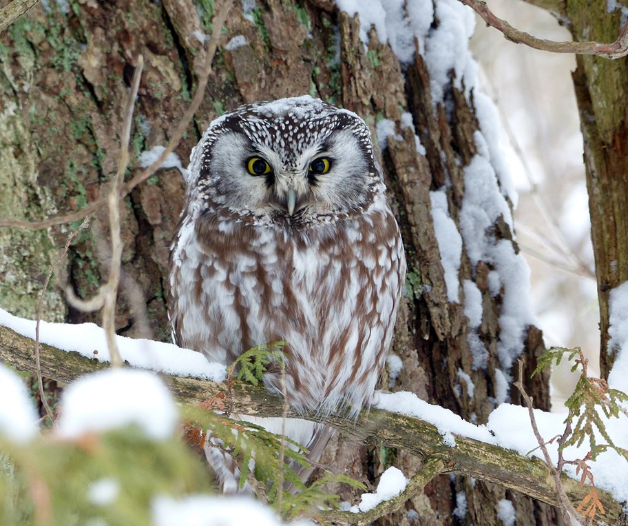 Boreal Owl - Louise Courtemanche 🦅
