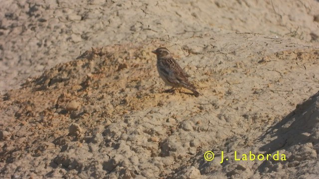Rock Sparrow - ML412849901
