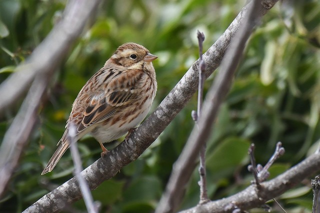 カシラダカ Ebird