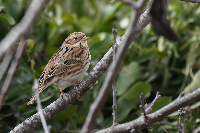 カシラダカ Ebird