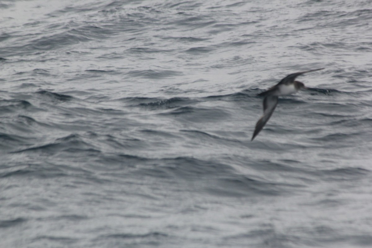 Pink-footed Shearwater - ML41285571