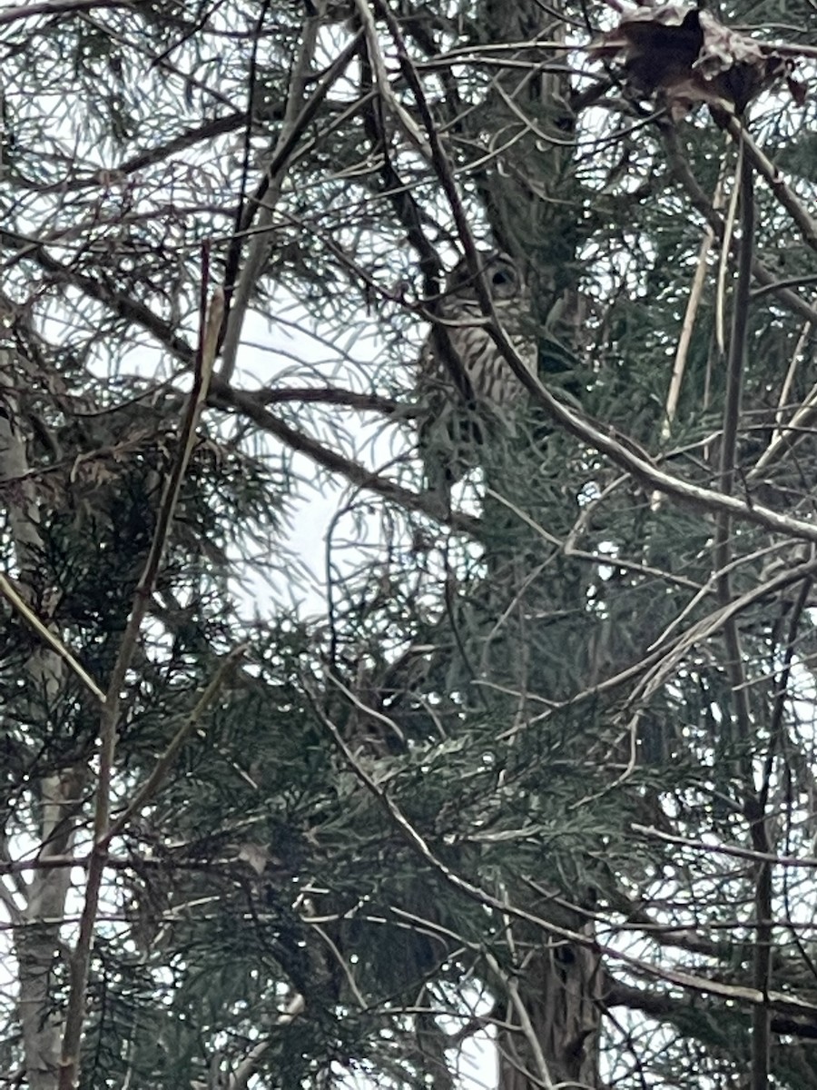Great Horned Owl - ML412857611