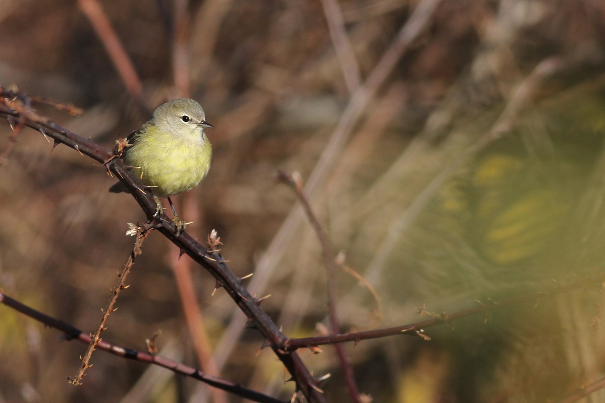 Orange-crowned Warbler (Gray-headed) - Evan Lipton