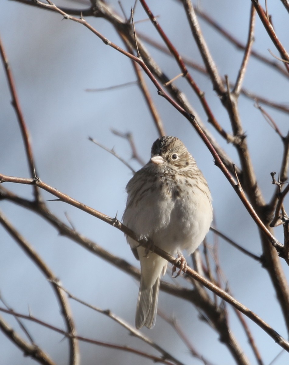Vesper Sparrow - Judith White