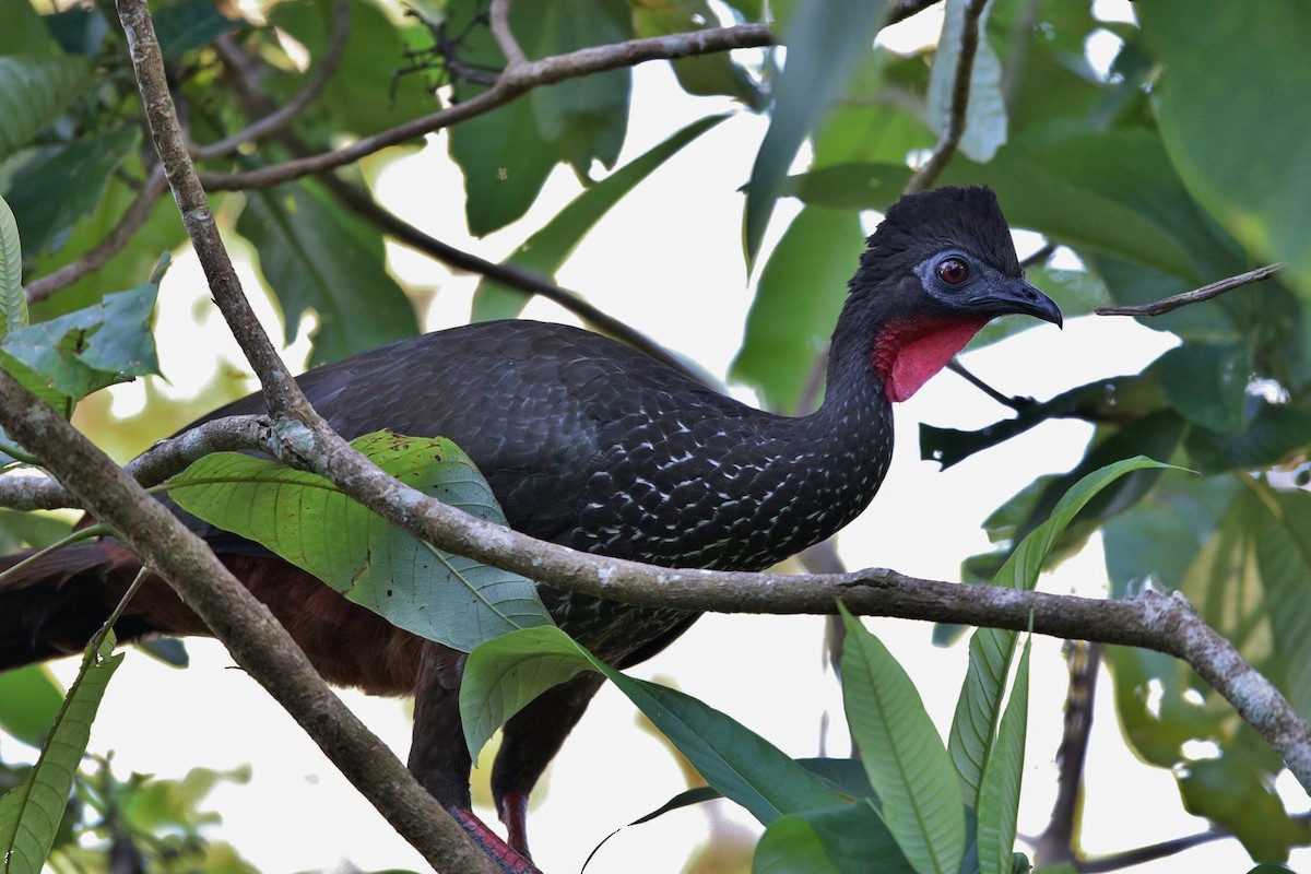 Crested Guan - ML41286381