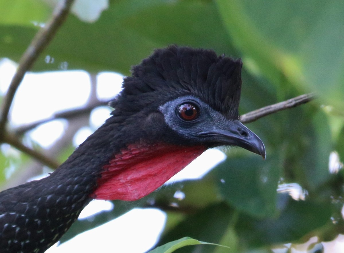 Crested Guan - ML41286391