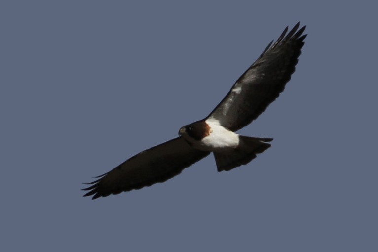 Short-tailed Hawk - Meg Rousher