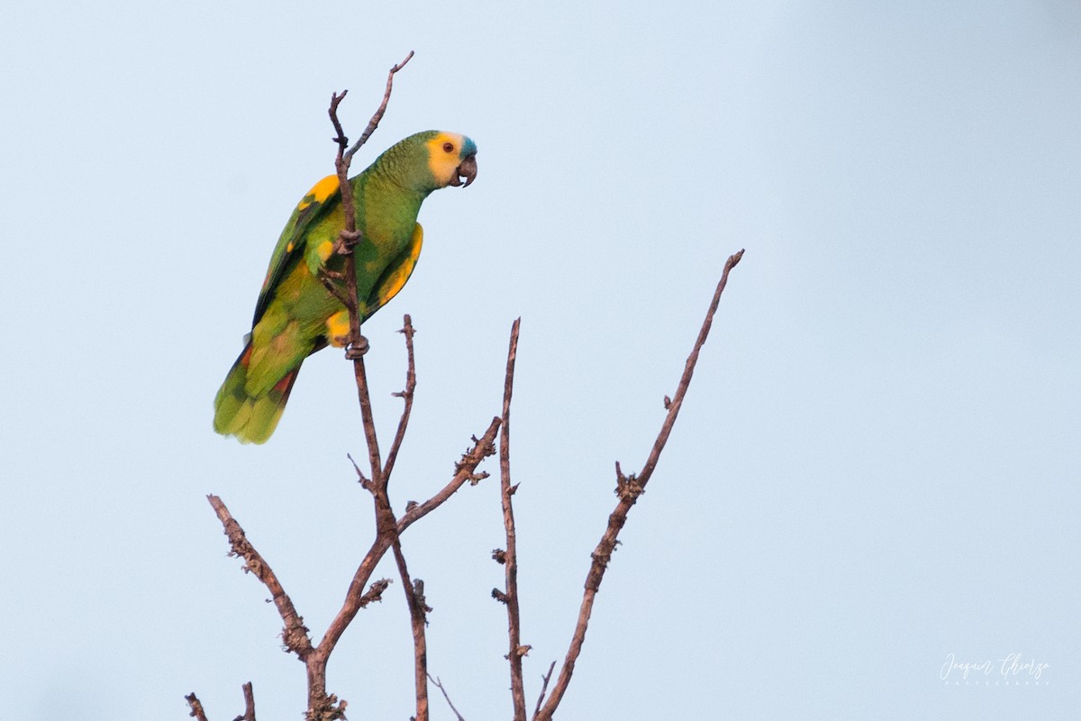 Turquoise-fronted Parrot - Ghiorzo Joaquín