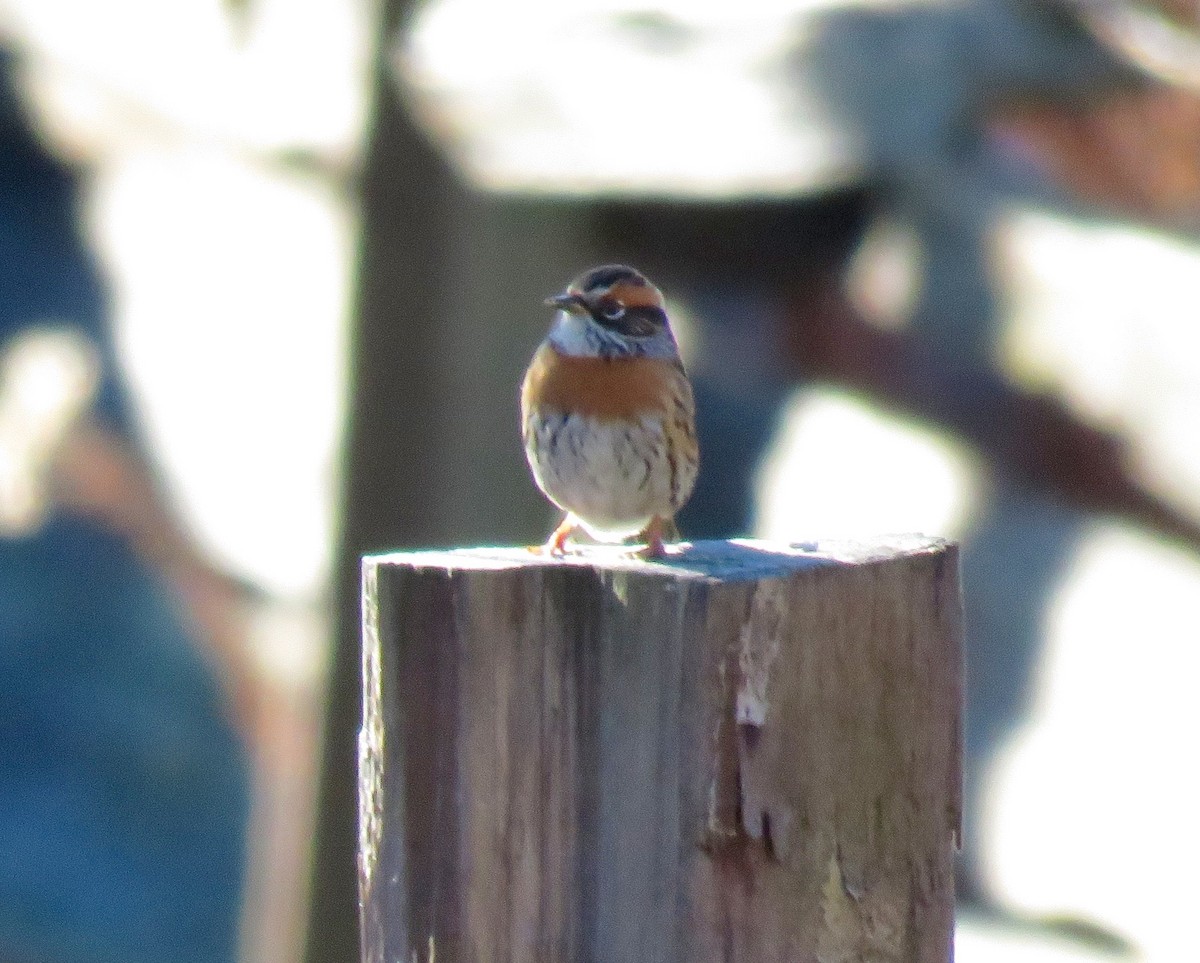 Rufous-breasted Accentor - ML41287281
