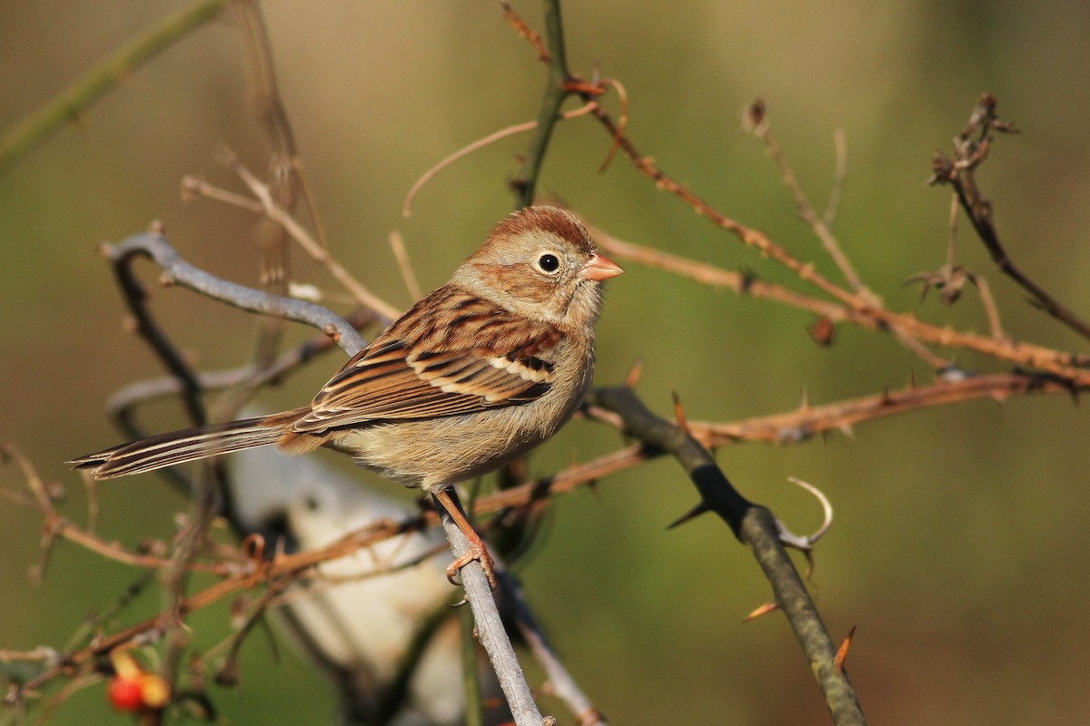 Field Sparrow - Evan Lipton