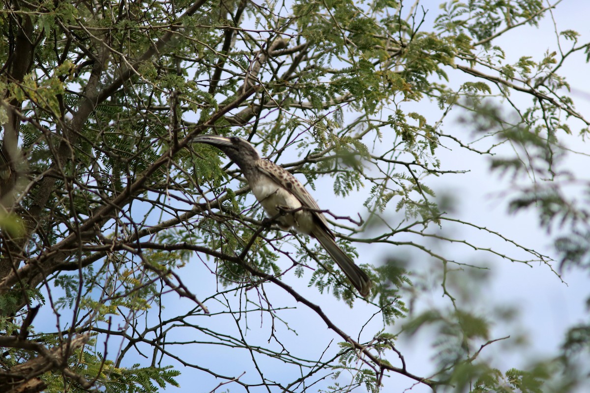 African Gray Hornbill - John Drummond