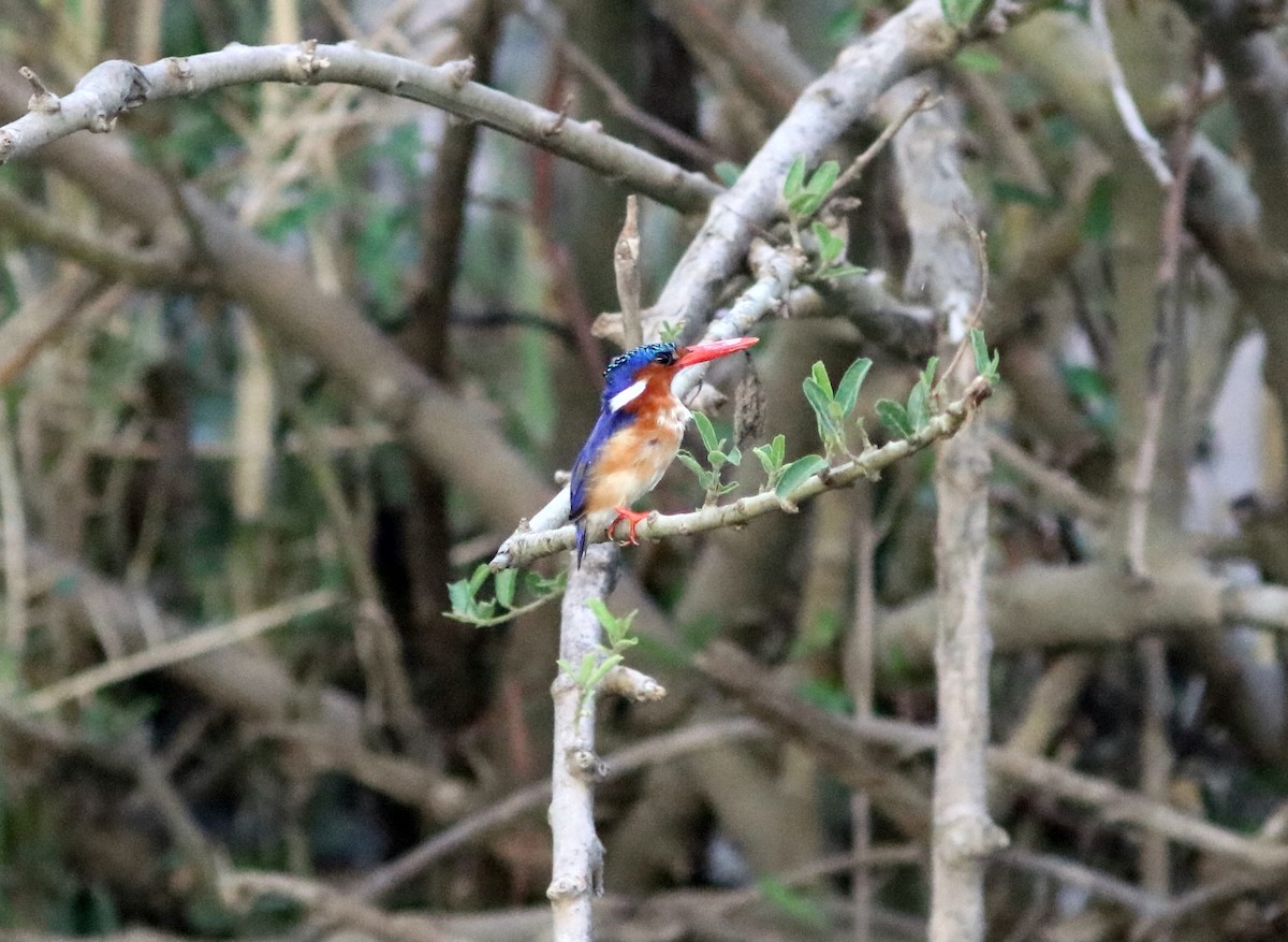 Malachite Kingfisher (Mainland) - John Drummond