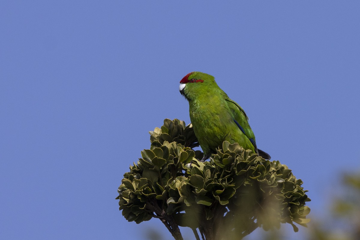 Red-crowned Parakeet - ML412877101