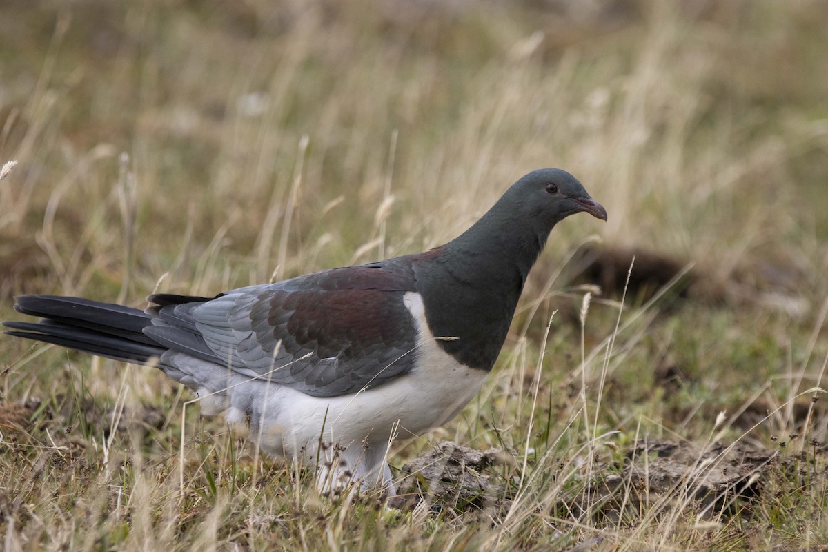 Chatham Island Pigeon - ML412877211