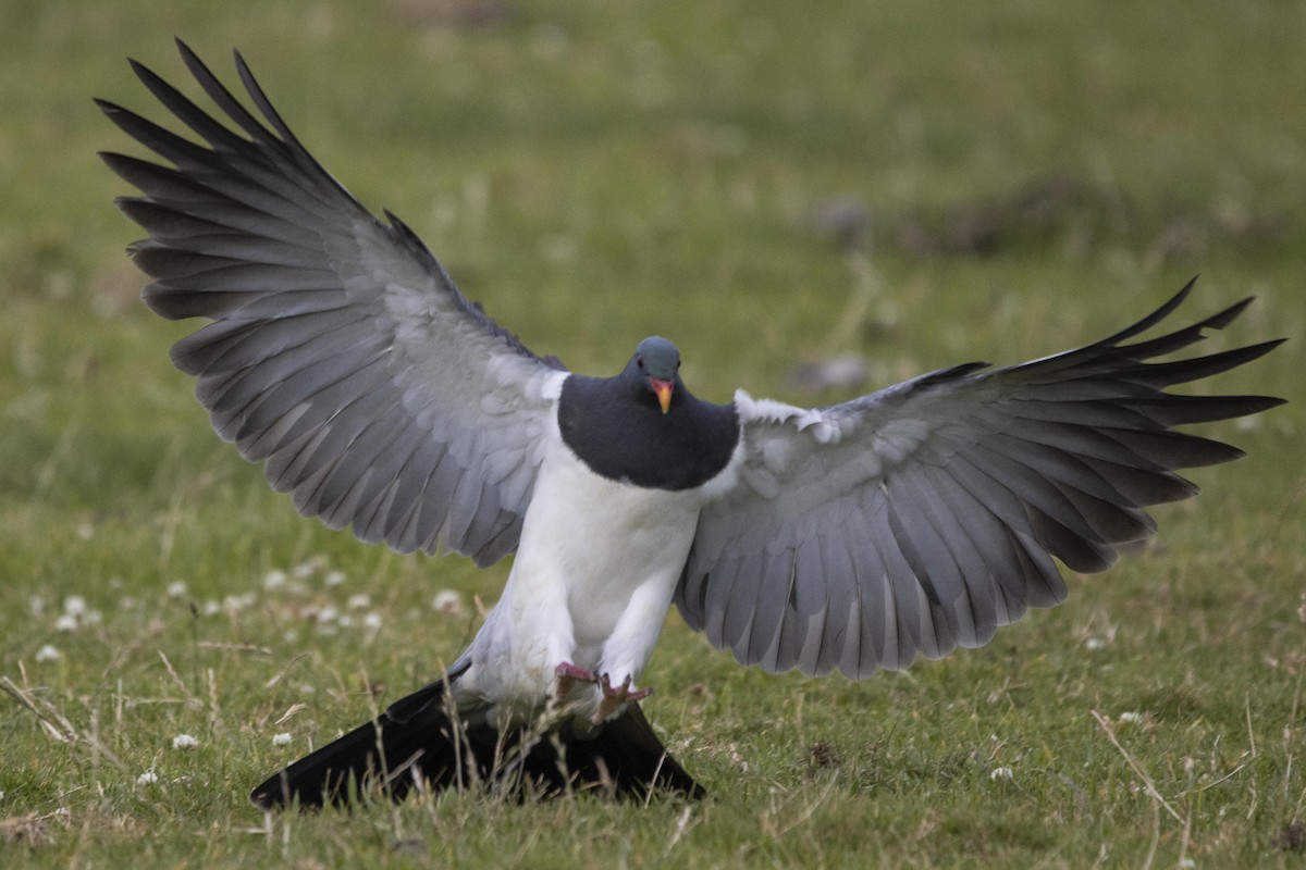 Chatham Island Pigeon - ML412877231