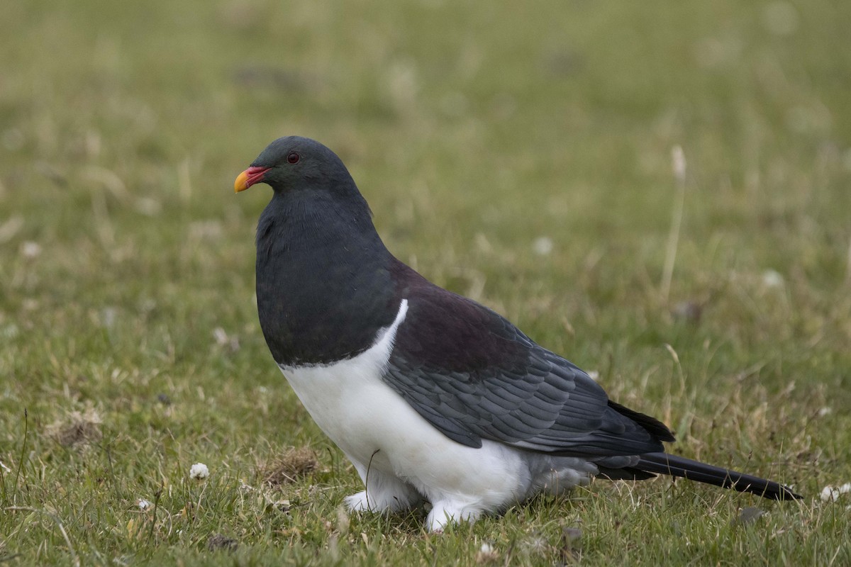 Chatham Island Pigeon - ML412877271