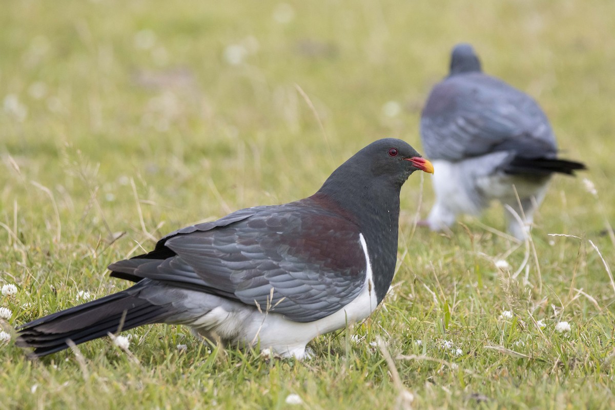 Chatham Island Pigeon - ML412877301