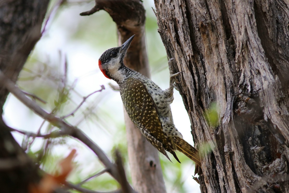 Golden-tailed Woodpecker (Golden-tailed) - John Drummond