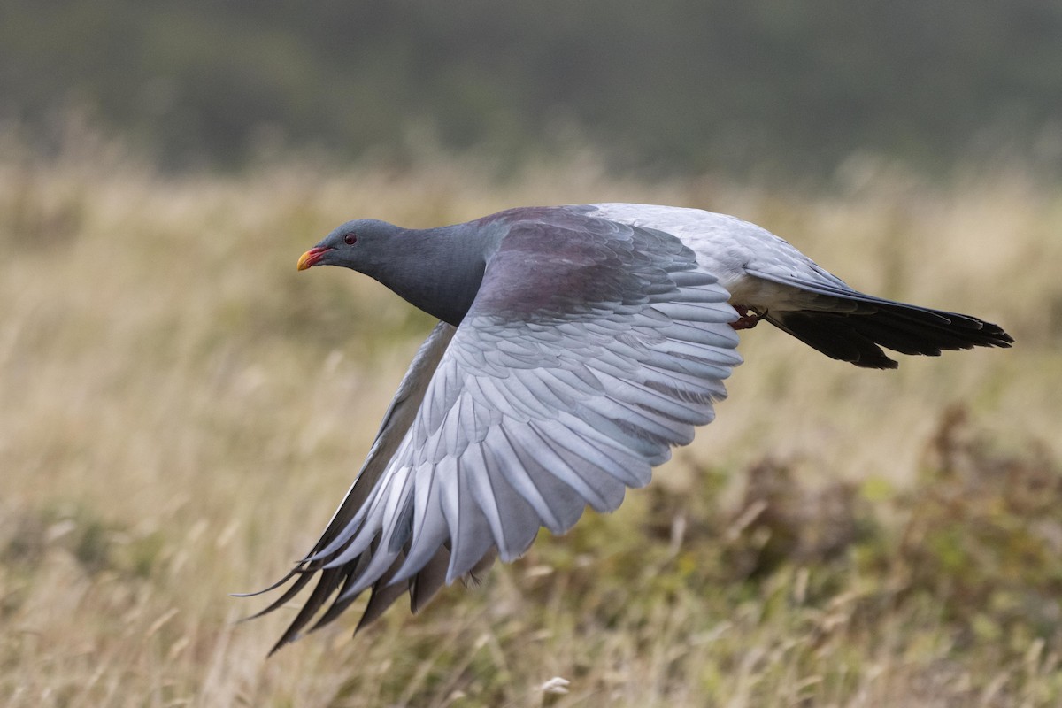 Chatham Island Pigeon - ML412877321