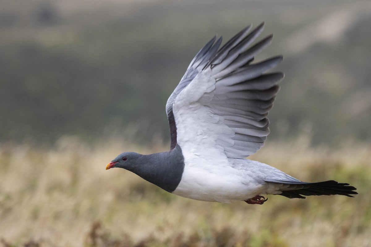 Chatham Island Pigeon - ML412877341