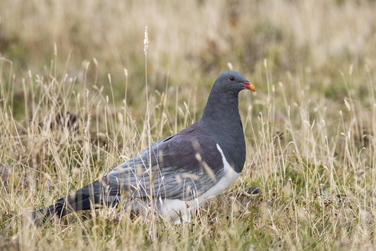 Chatham Island Pigeon - ML412877351