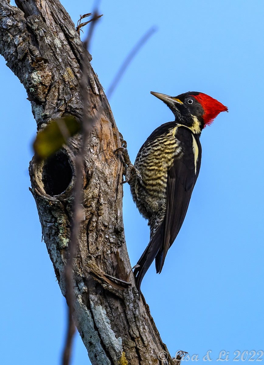 Lineated Woodpecker - Lisa & Li Li