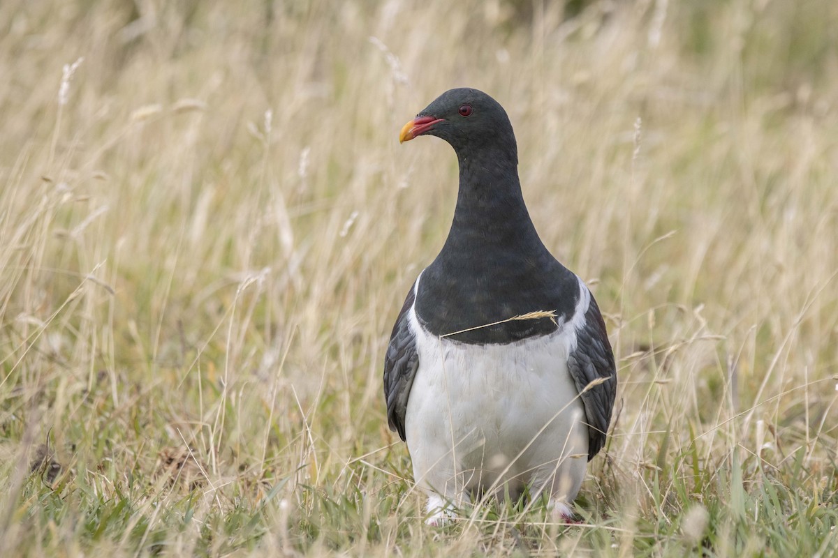 Chatham Island Pigeon - ML412877441