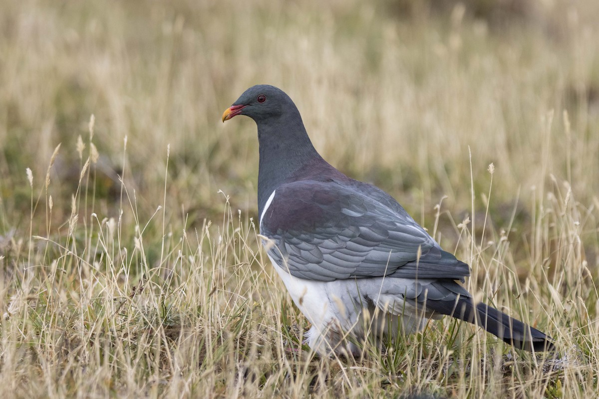 Chatham Island Pigeon - ML412877451