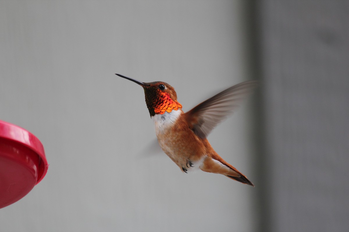 Rufous Hummingbird - Lamont McLachlan