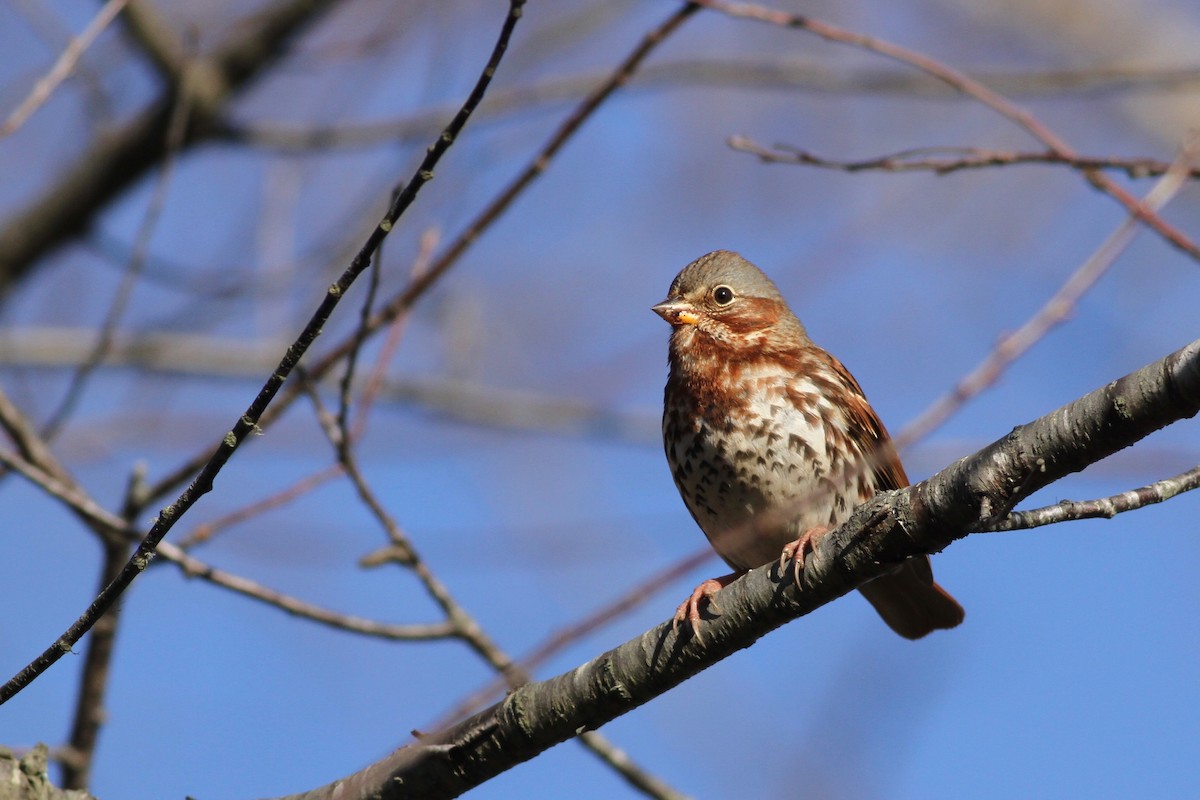Fox Sparrow (Red) - ML41287981