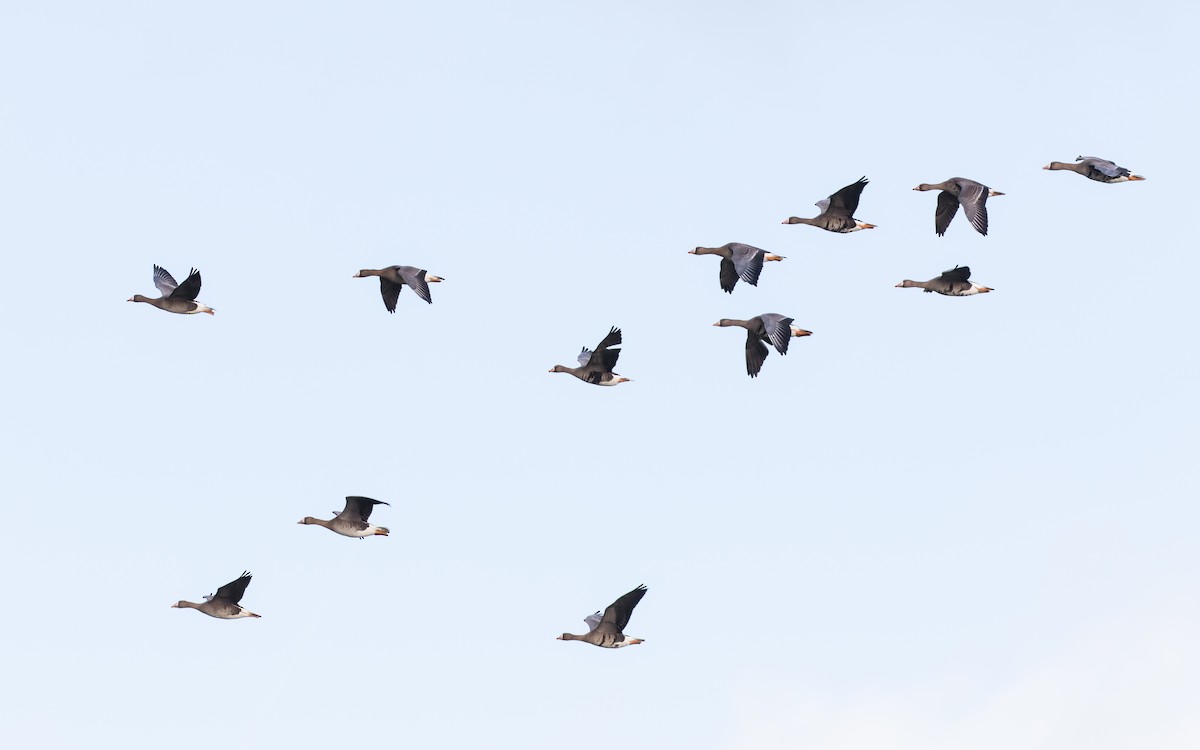Greater White-fronted Goose - ML412883671