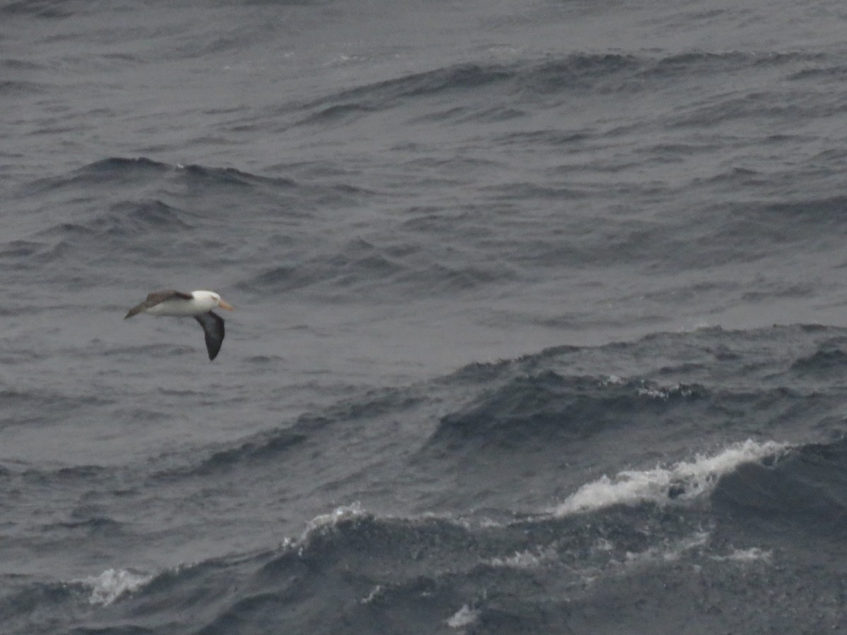Black-browed Albatross - ML412883971
