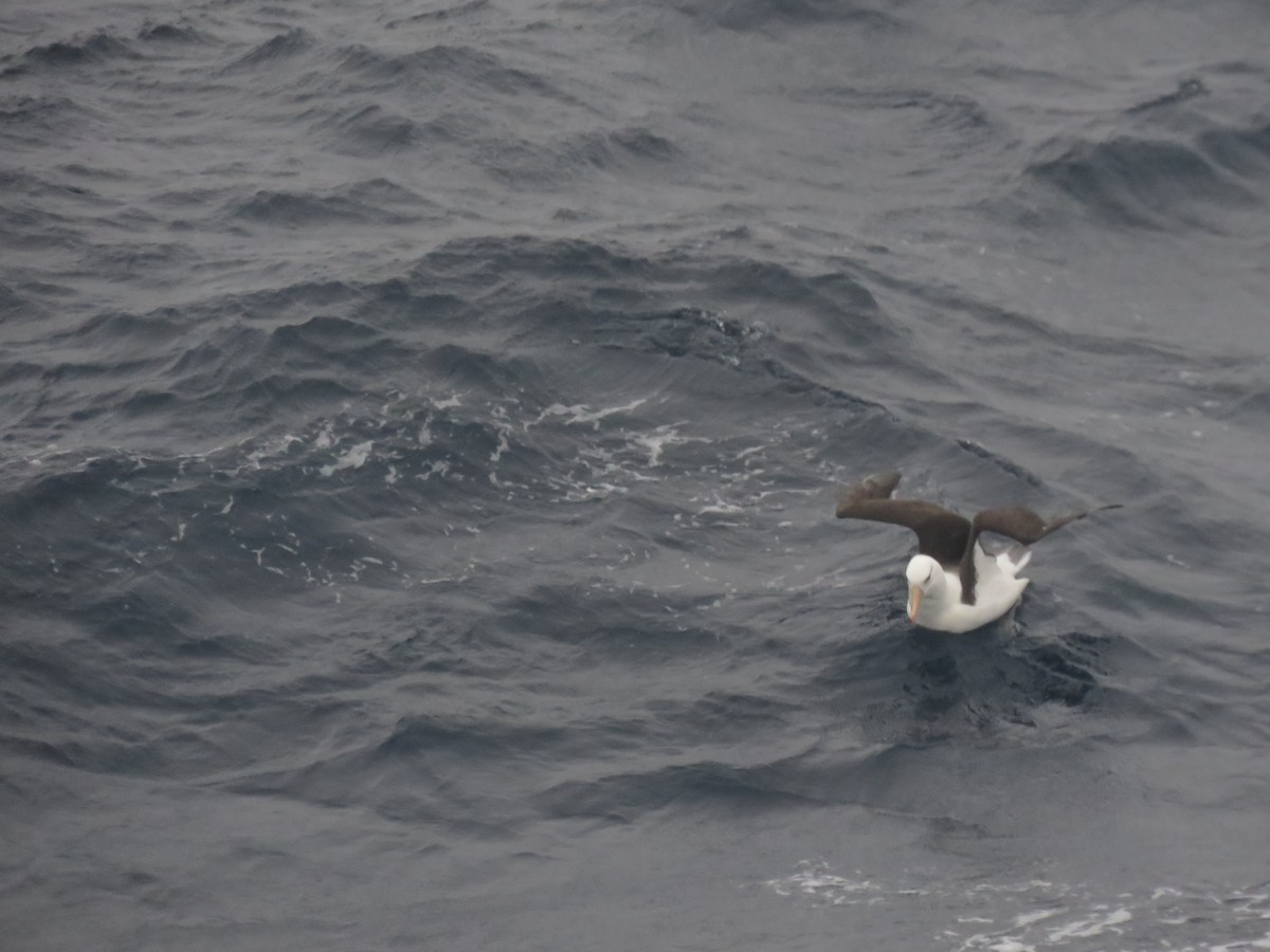 Black-browed Albatross - ML412883981