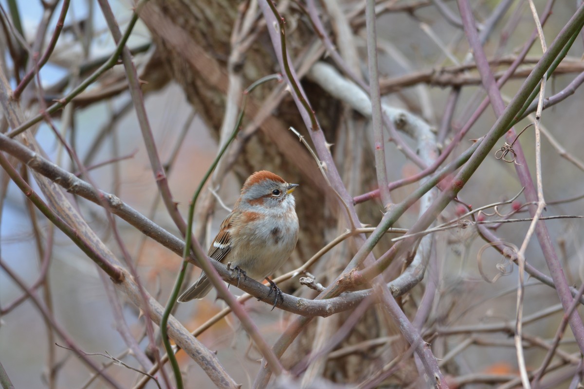 American Tree Sparrow - ML41288741