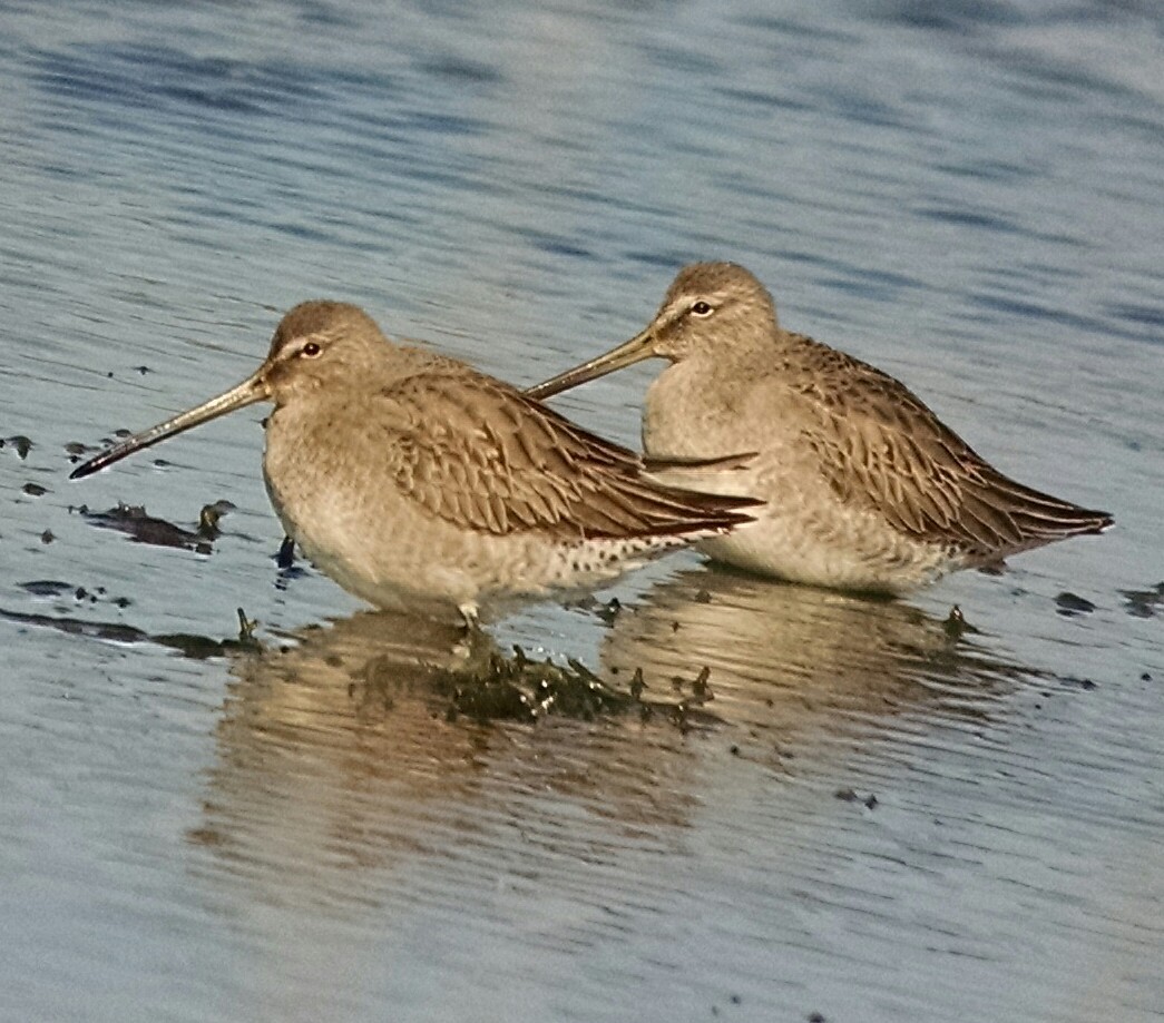 Long-billed Dowitcher - ML41289771