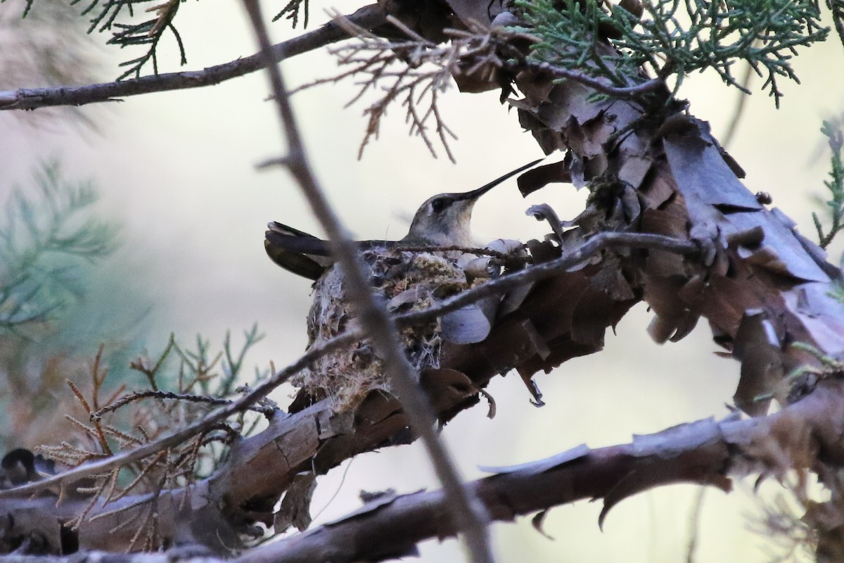 Black-chinned Hummingbird - ML412903851