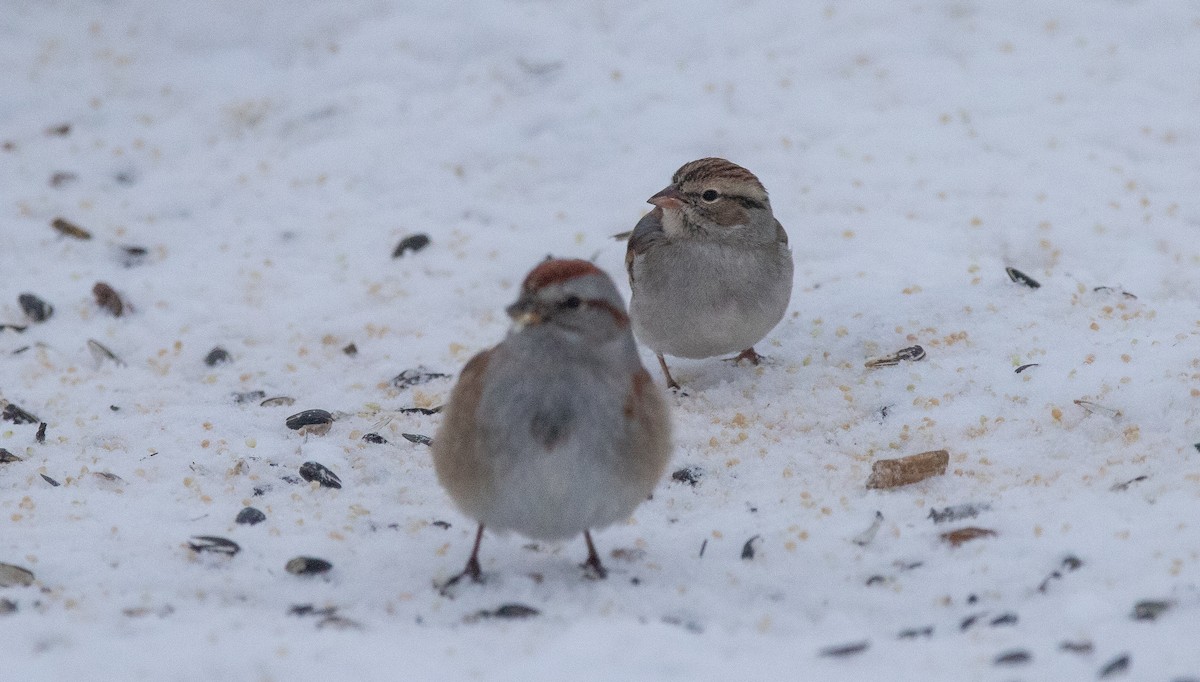 Chipping Sparrow - ML412904671
