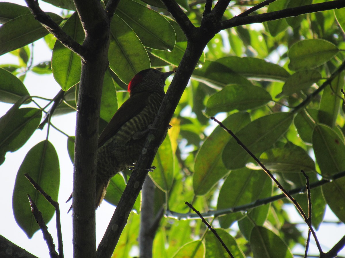 Golden-olive Woodpecker - ML412905851