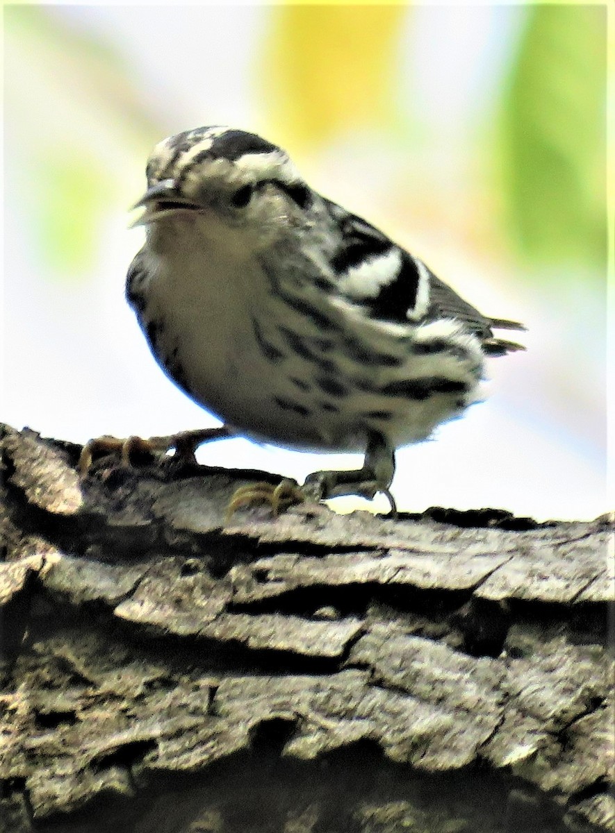 Black-and-white Warbler - Patrick O'Driscoll