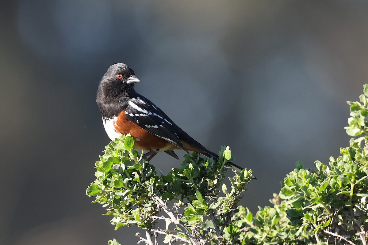 Spotted Towhee - ML412911981