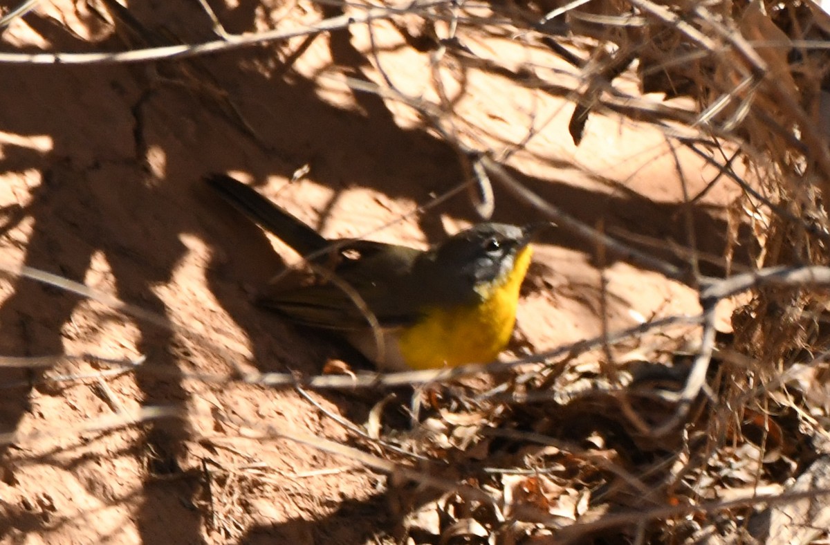 Yellow-breasted Chat - ML412912971