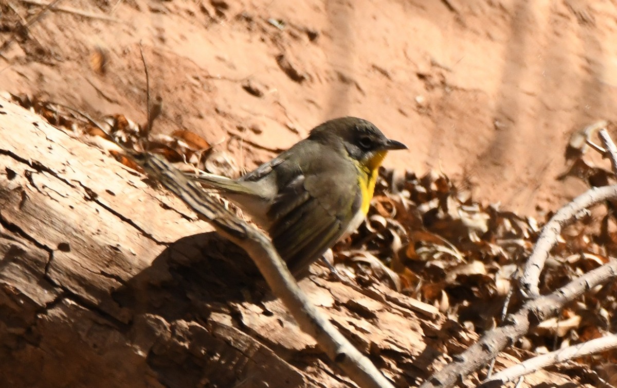 Yellow-breasted Chat - ML412913081
