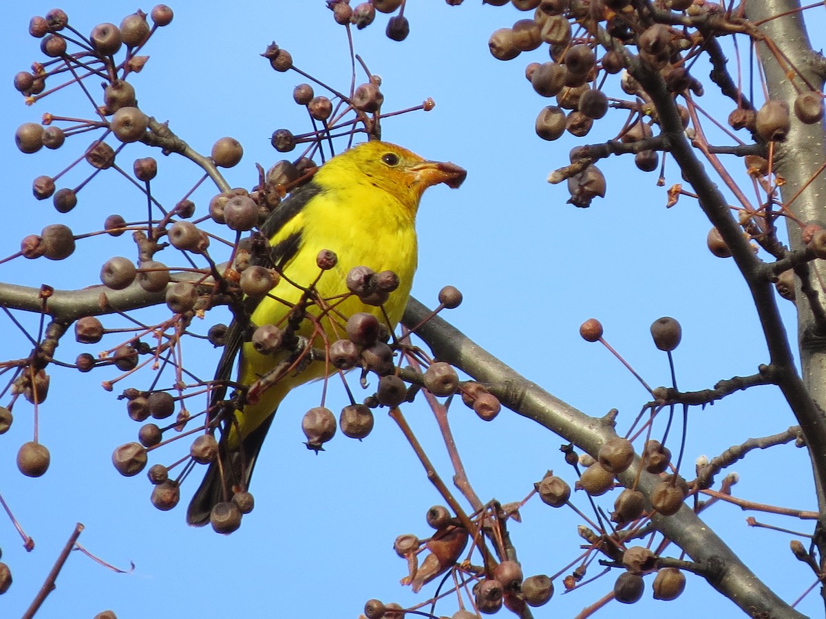 Western Tanager - ML412915311
