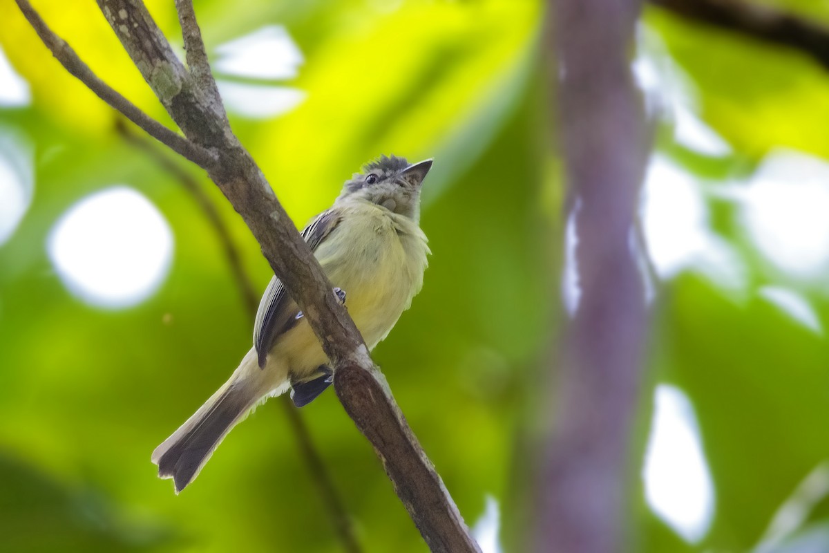 Gray-crowned Flatbill - ML412915921