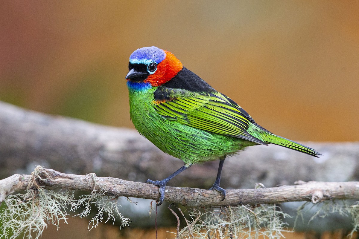 Discovering the Enigmatic Beauty of the Red-necked Tanager