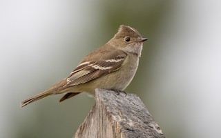  - White-crested Elaenia (Chilean)