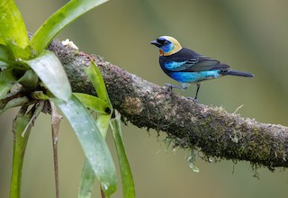  - Golden-hooded Tanager
