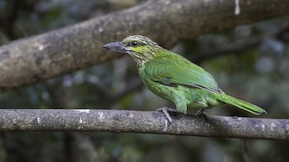  - Green-eared Barbet