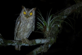  - Pacific Screech-Owl